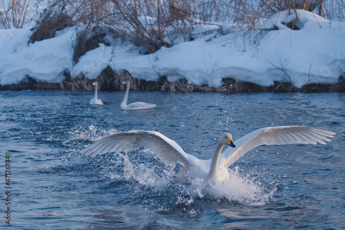 白鳥の着水 / Swan
