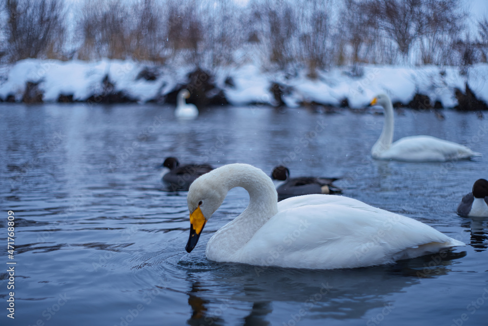 Obraz premium 微笑んでいるような白鳥 / Swan