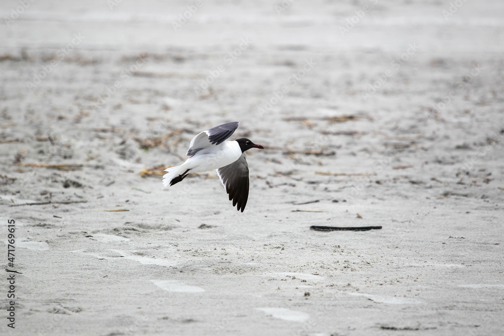 beach scene, flowers, birds