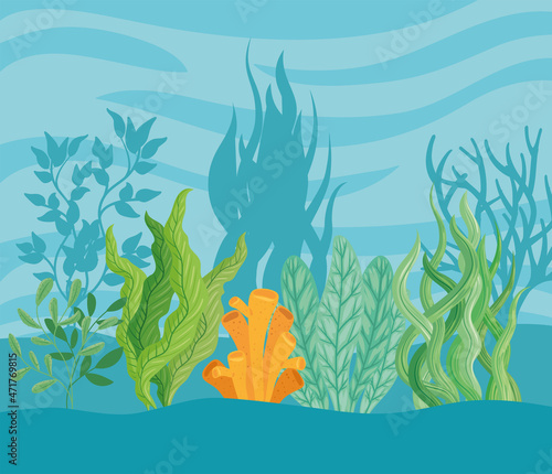 seaweed plants in ocean
