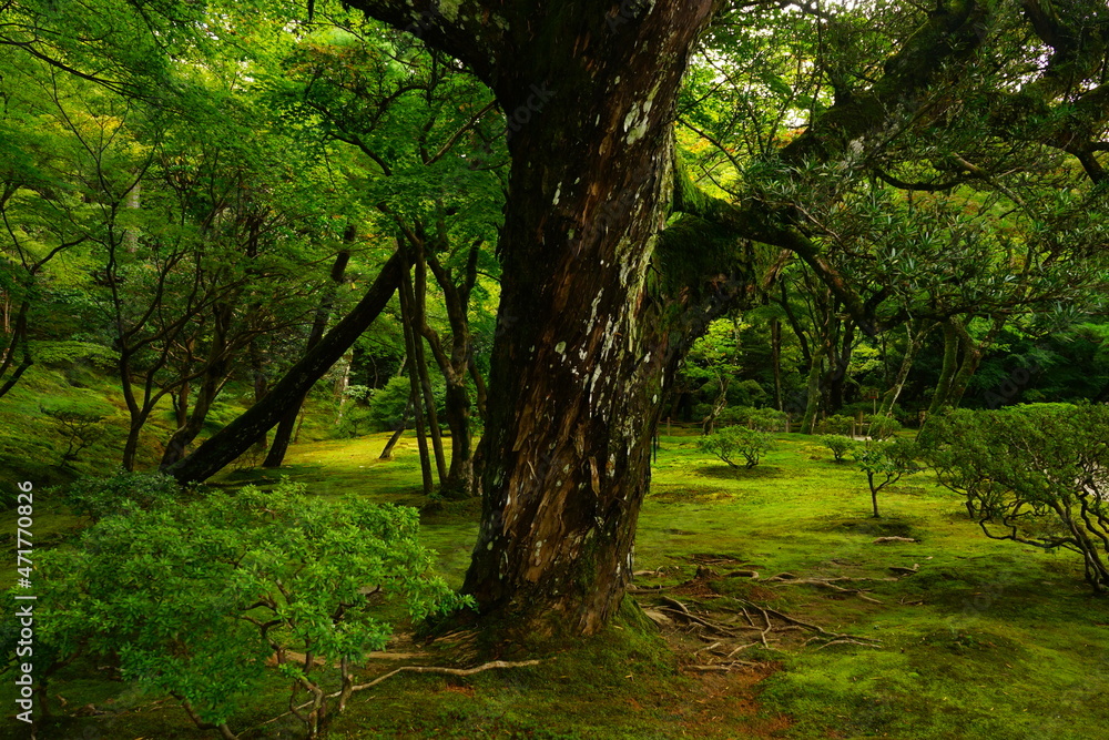 Luch Green Moss and Japanese garden at Ginkaku-ji Temple or Silver Pavilion in Kyoto, Japan - 日本 京都 銀閣寺 日本庭園 苔 Luch Green Moss and Japanese garden at Ginkaku-ji Temple or Silver Pavilion in Kyoto, Japan - 日本 京都 銀閣寺 日本庭園 苔