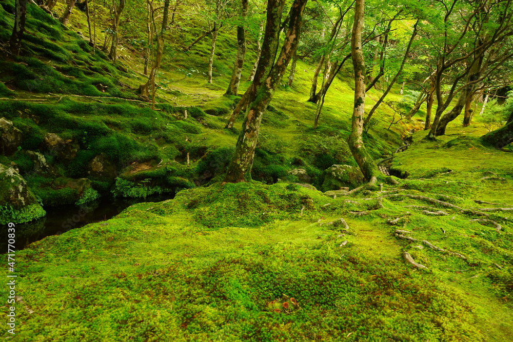 Luch Green Moss and Japanese garden at Ginkaku-ji Temple or Silver Pavilion in Kyoto, Japan - 日本 京都 銀閣寺 日本庭園 苔 Luch Green Moss and Japanese garden at Ginkaku-ji Temple or Silver Pavilion in Kyoto, Japan - 日本 京都 銀閣寺 日本庭園 苔