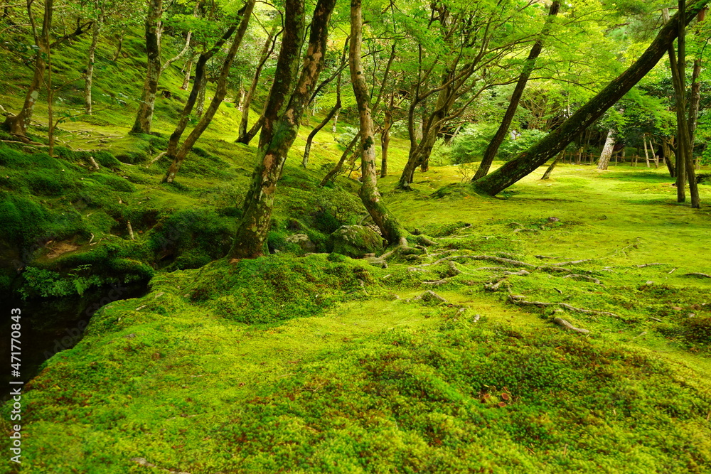 Obraz premium Lush Green Moss and Japanese Garden at Ginkaku-ji Temple or Silver Pavilion in Kyoto, Japan - 日本 京都 銀閣寺 日本庭園の苔