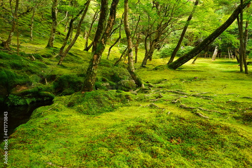 Lush Green Moss and Japanese Garden at Ginkaku-ji Temple or Silver Pavilion in Kyoto, Japan - 日本 京都 銀閣寺 日本庭園の苔 photo