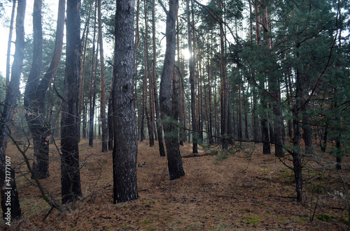 Pine forest in Kiev Region. Nature of Eastern Europe at autumn