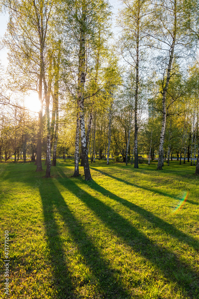 The sun through the trees in the spring park. Beautiful park in spring with bright sun shining through the trees The sun through the trees in the spring park. Beautiful park in spring with bright sun shining through the trees