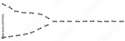 Ants marching in trail searching food. Ant path isolated in white background. Vector illustration