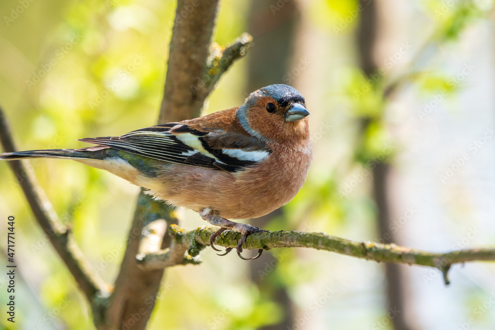 Common chaffinch, Fringilla coelebs, sits on a branch in spring on green background. Common chaffinch in wildlife.