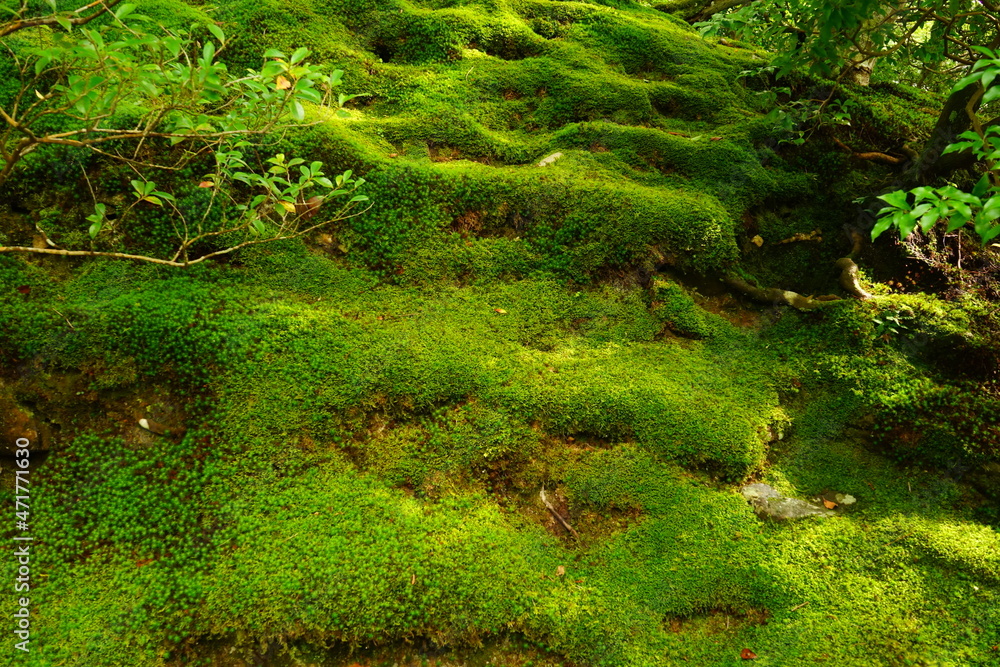 Luch Green Moss and Japanese garden at Ginkaku-ji Temple or Silver Pavilion in Kyoto, Japan - 日本 京都 銀閣寺 日本庭園 苔 Luch Green Moss and Japanese garden at Ginkaku-ji Temple or Silver Pavilion in Kyoto, Japan - 日本 京都 銀閣寺 日本庭園 苔