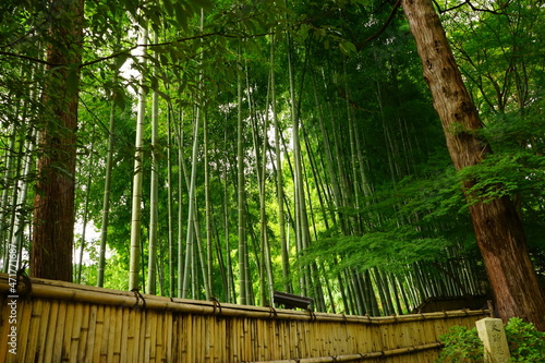 Fototapeta Naklejka Na Ścianę i Meble -  Bamboo Forest at Japanese garden of Ginkaku-ji Temple or The Silver Pavilion in Kyoto, Japan - 日本 京都 銀閣寺 竹林	