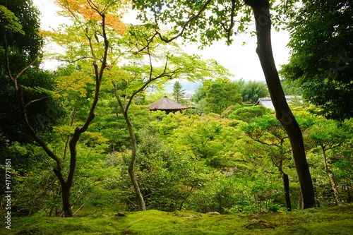 Lush green leaves and foliage at Japanese garden of Ginkaku-ji Temple or The Silver Pavilion in Kyoto, Japan - 日本 京都 銀閣寺 日本庭園