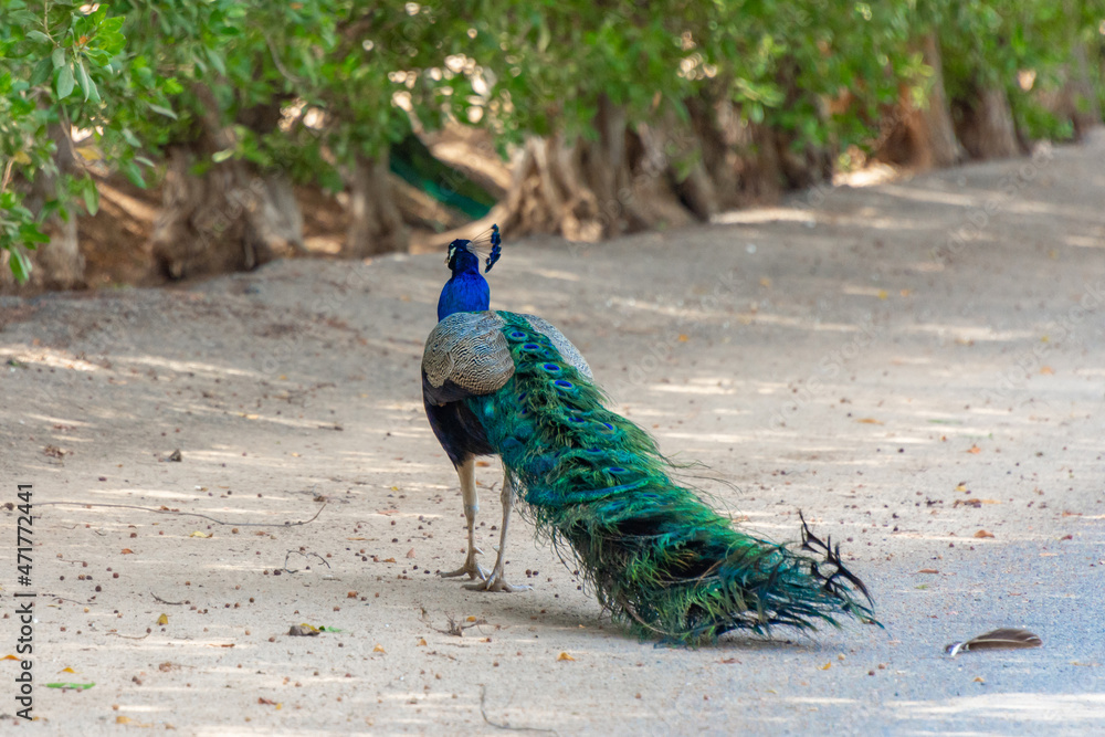 Obraz premium Peacock