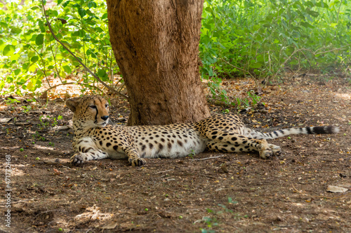 Canvas Print cheetah