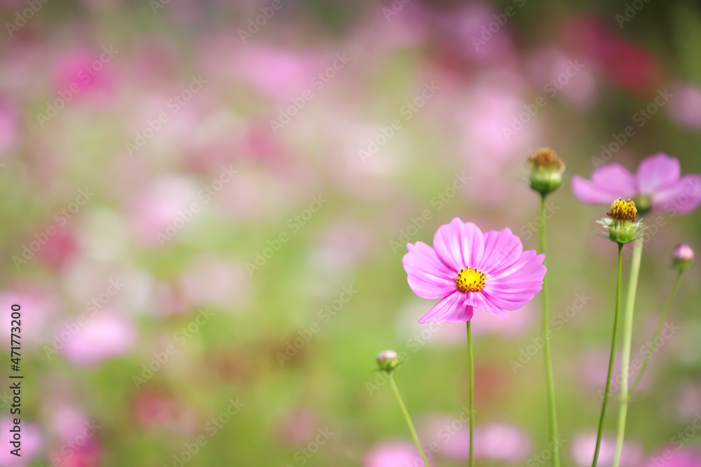 Colorful mexican aster (bipinnatus) or pink cosmos flower blooming in nature garden  background