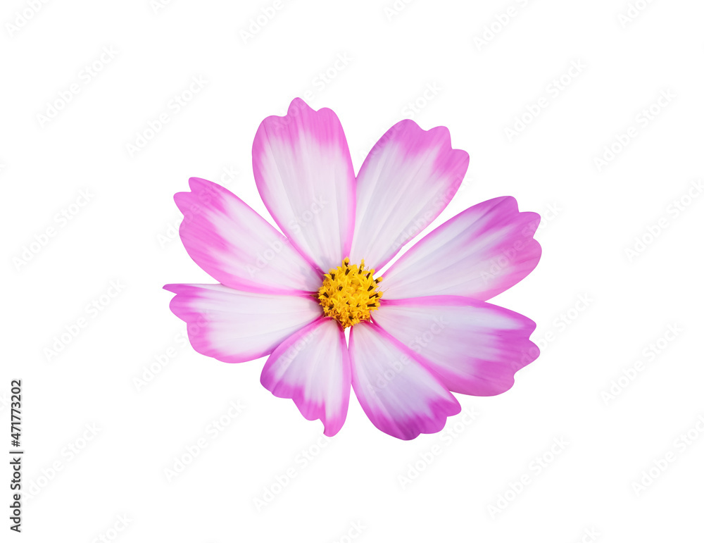 White cosmos bipinnatus with yellow pollen and pink edge isolated on white  background , clipping path Photos | Adobe Stock