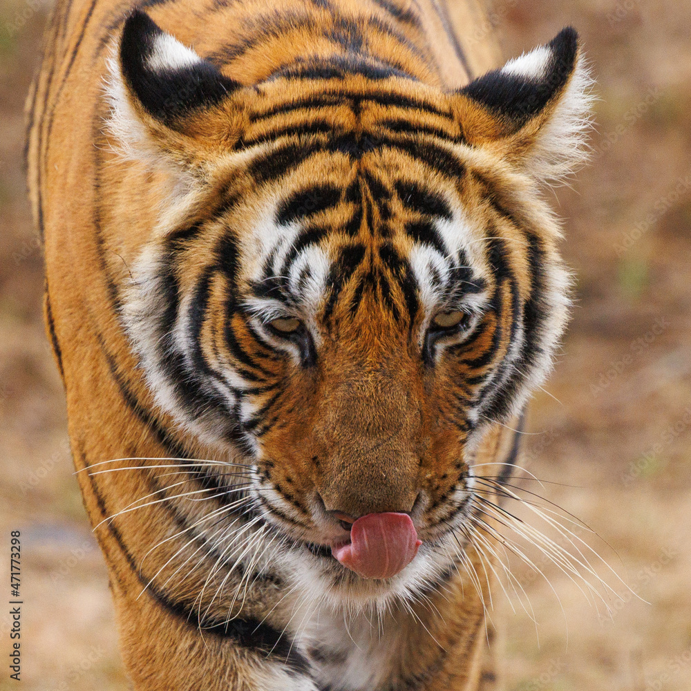 Fototapeta premium A tiger's lick