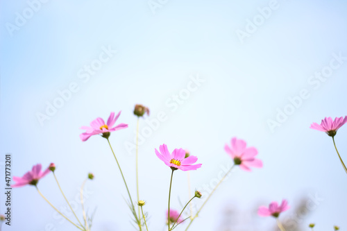 Pink cosmos flowers blooming field on blue sky background