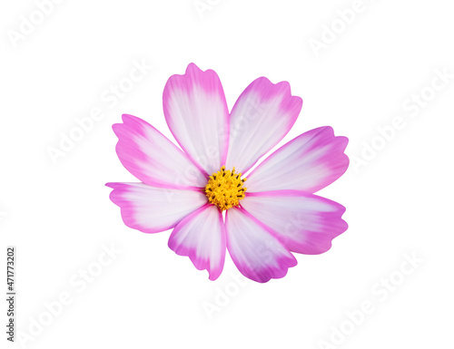 White cosmos bipinnatus with yellow pollen and  pink edge isolated on white background   clipping path