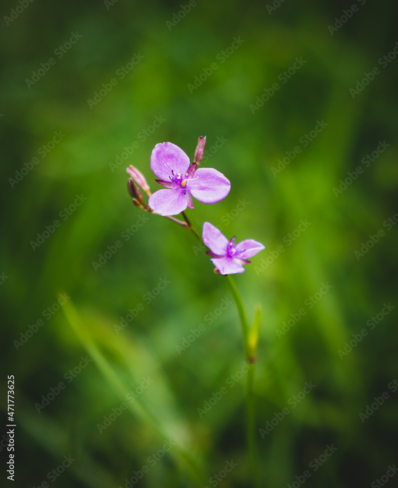 Beautiful Purple Iris like flower. Potentially native to Australia Beautiful Purple Iris like flower. Potentially native to Australia