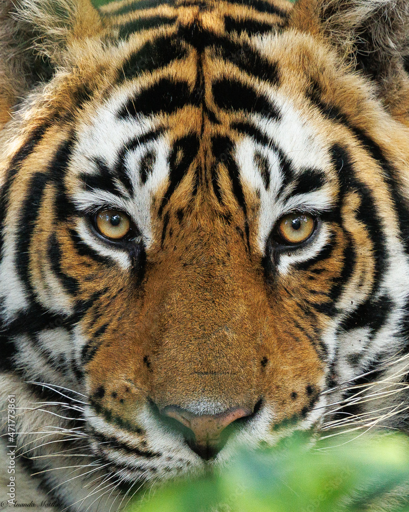 Fototapeta premium A close-up portrait of a tiger