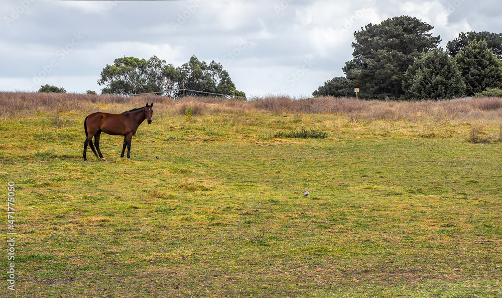 Horses quietly grazing under a power line along Pound Rd, Hampton Park Horses quietly grazing under a power line along Pound Rd, Hampton Park