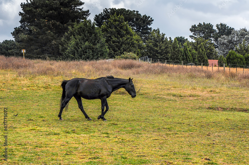 Horses quietly grazing under a power line along Pound Rd, Hampton Park Horses quietly grazing under a power line along Pound Rd, Hampton Park