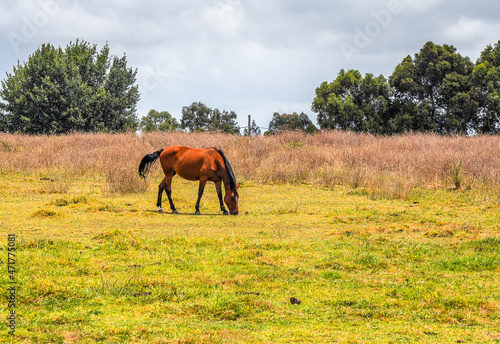 Horses quietly grazing under a power line along Pound Rd, Hampton Park © zoya54