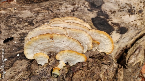 mushroom on the tree