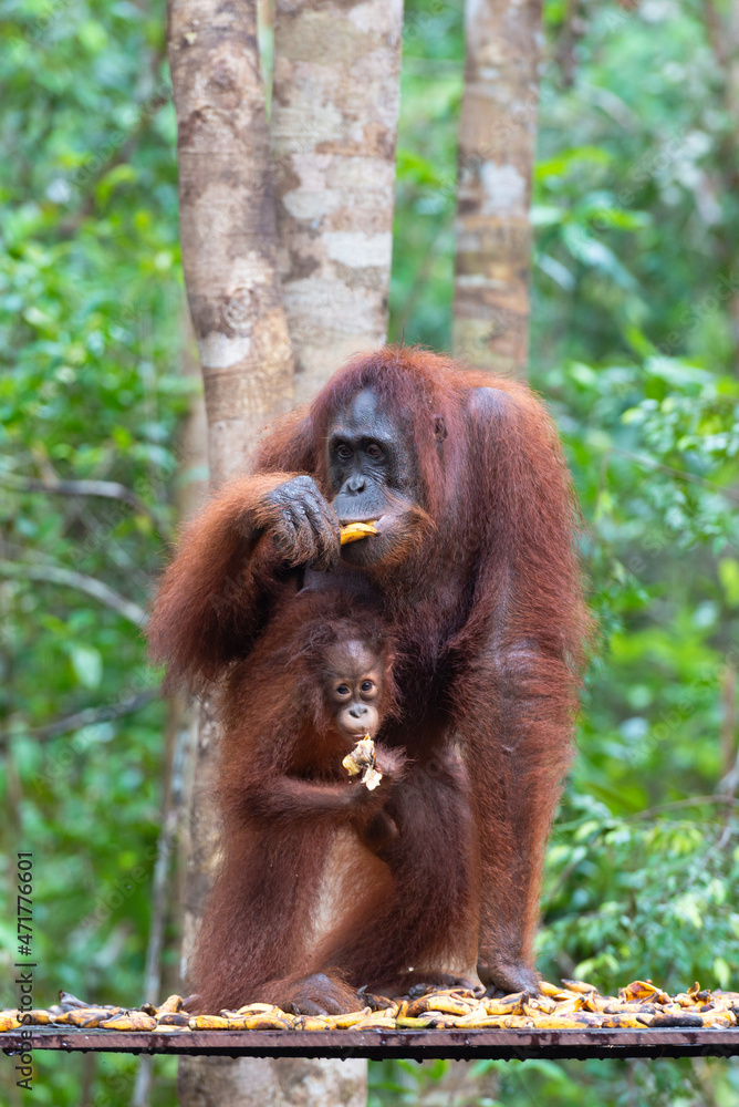 Obraz premium Borneo Orangutan Pongo pygmaeus female with young