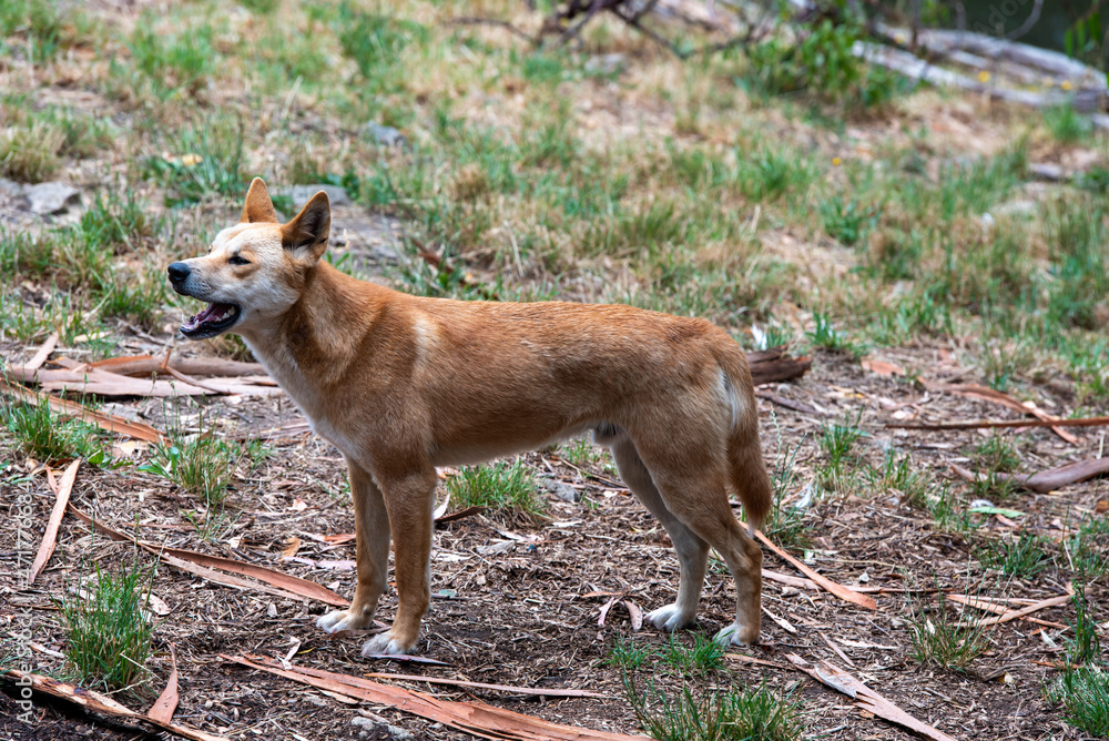 Dingo (Canis lupus dingo) Dingo (Canis lupus dingo)