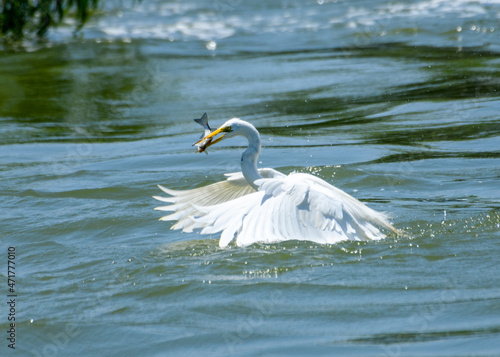 great Egret, Ardea alba, feeding on fish