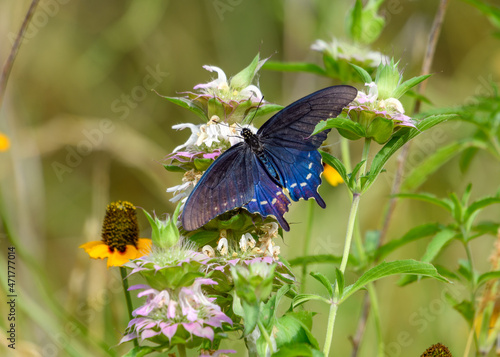 Pipevine swallowtail or blue swallowtail, Battus philenor
