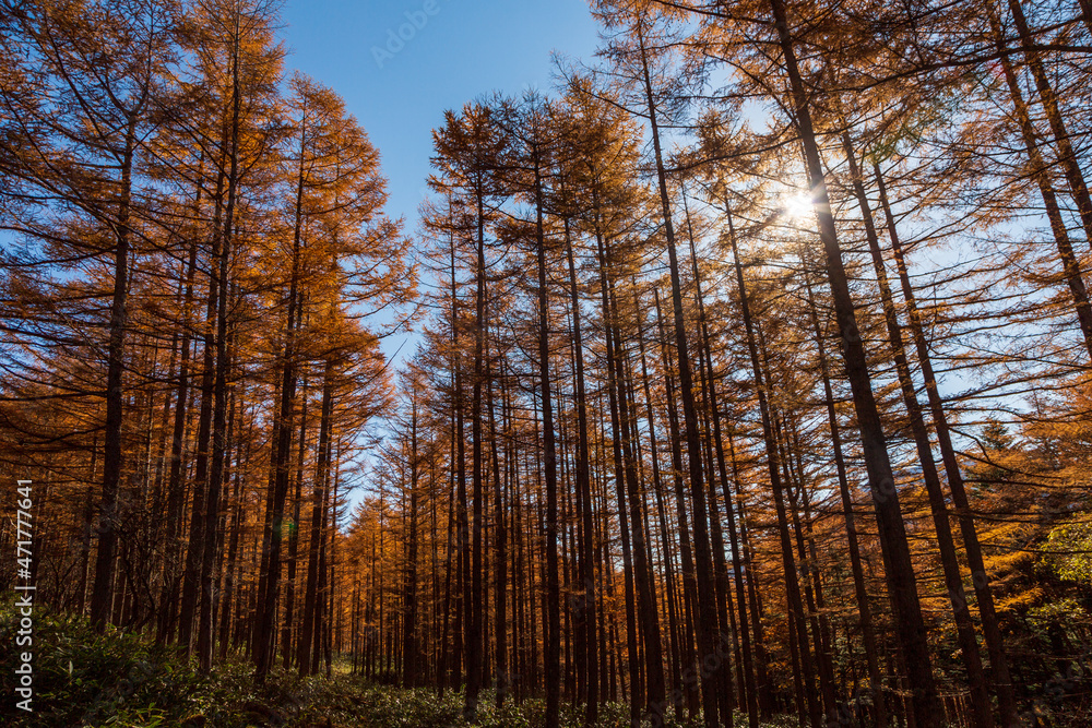 Fototapeta premium 奥日光 山王林道からの紅葉