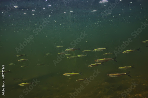 flock of small fish underwater, freshwater bleak fish anchovy seascape photo
