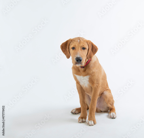 Sweet, large golden mixed breed labrador puppy sitting isolated on white background