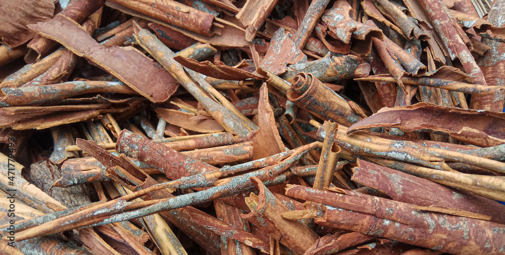 Cinnamomum cassia. Heap of dried and crushed cinnamon sticks, with left-over outer bark, or unfinished shaving. Cinnamomum cassia. Heap of dried and crushed cinnamon sticks, with left-over outer bark, or unfinished shaving.