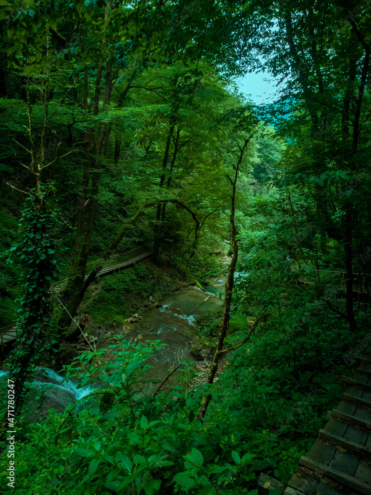 Obraz premium Forest in the Caucasus Mountains