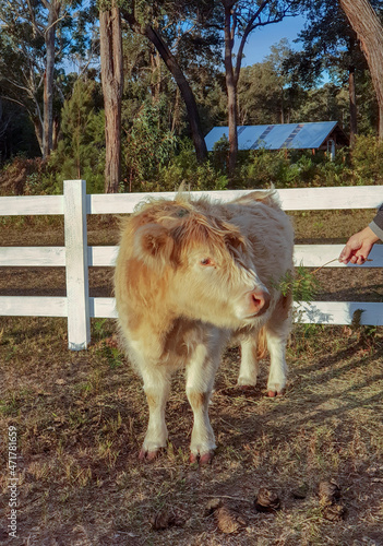 Obraz na płótnie Small Fluffy Albino Calf