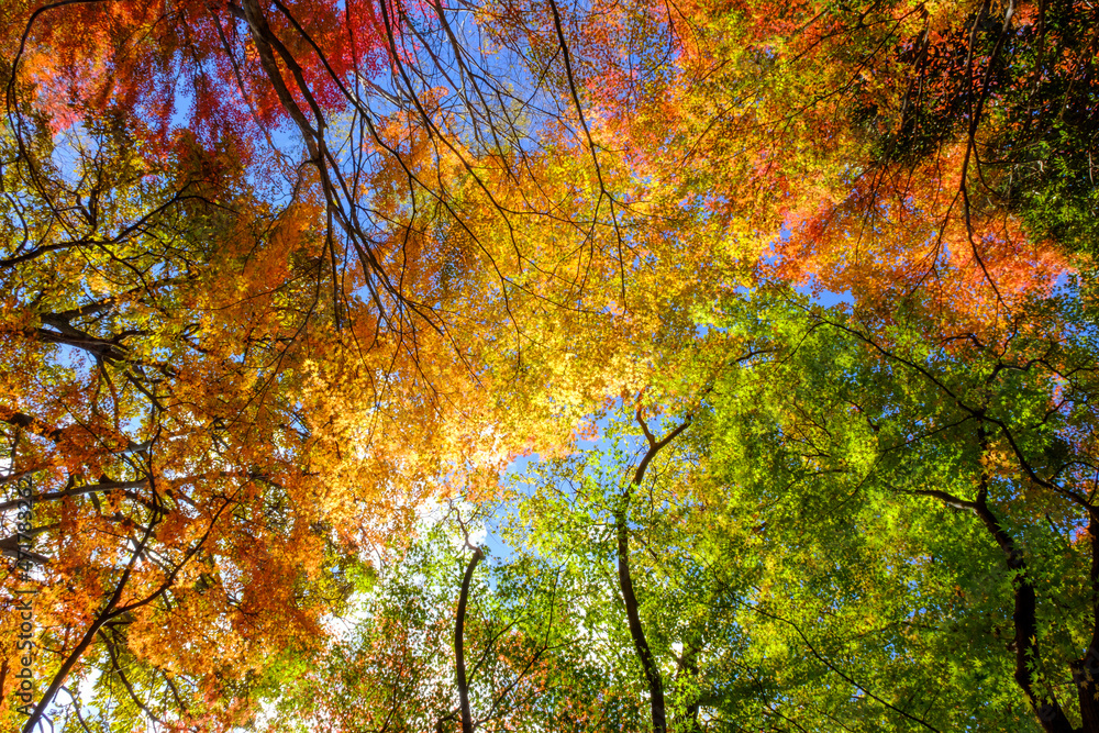 紅葉の見頃。赤、黄色、緑、オレンジのグラデーション。神戸山手の保久良神社で撮影