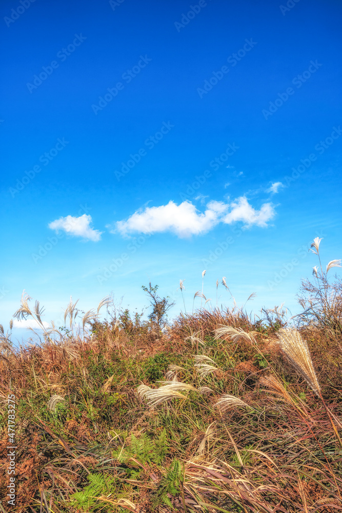 Saebyeol Oreum Autumn Silver Grass Saebyeol Oreum Autumn Silver Grass