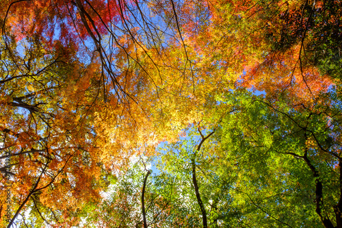 Print op canvas 紅葉の見頃。赤、黄色、緑、オレンジのグラデーション。神戸山手の保久良神社で撮影