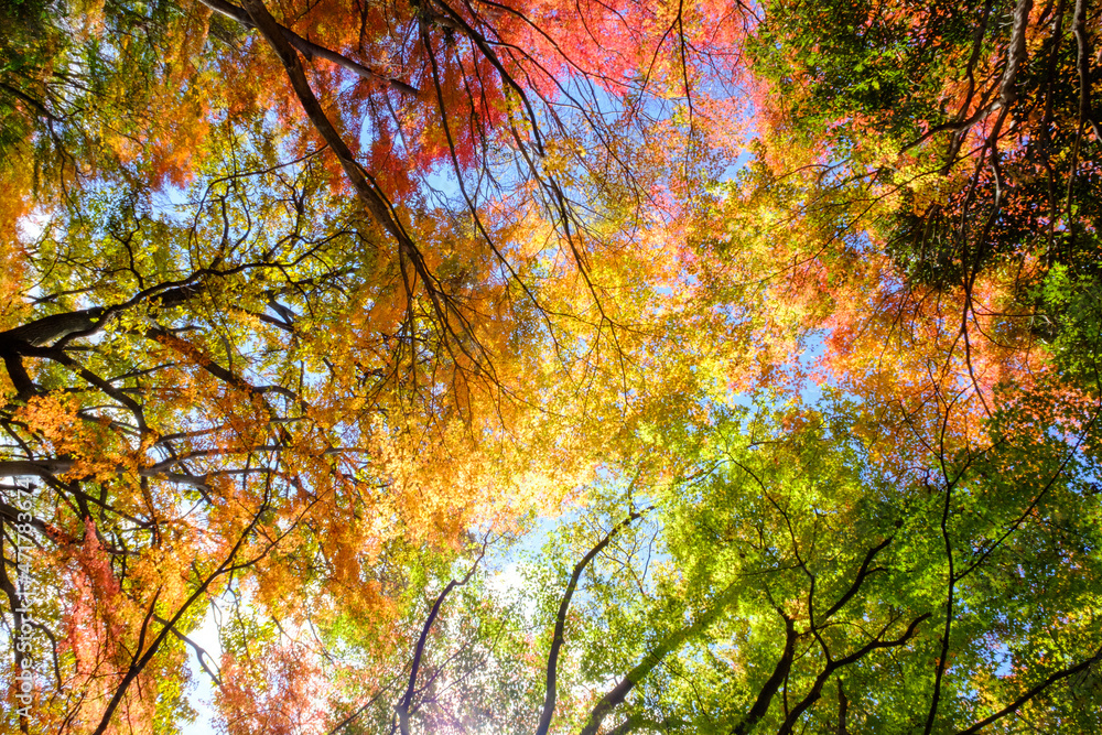 紅葉の見頃。赤、黄色、緑、オレンジのグラデーション。神戸山手の保久良神社で撮影