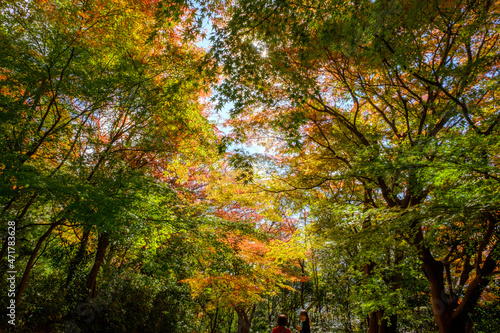 紅葉の見頃。赤、黄色、緑、オレンジのグラデーション。神戸山手の保久良神社で撮影
