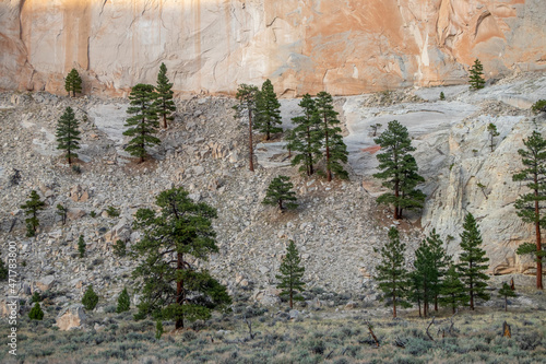 ponderosa pines clinging to a sandstone cliff in Torrey, Utah