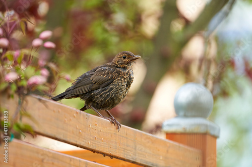 Amsel, Schwarzdrossel, Turdus merula photo