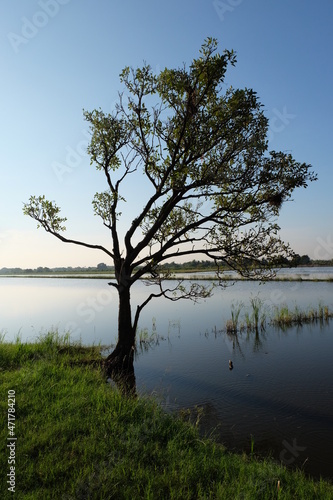 tree on the lake © Chuchai
