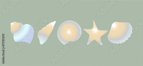 A set of vector drawings of seashells. Mollusk shells of various shapes: coils, spirals, cone, scallops. Nature of the oceans in a modern style. suitable for decorating walls, office, T-shirts.