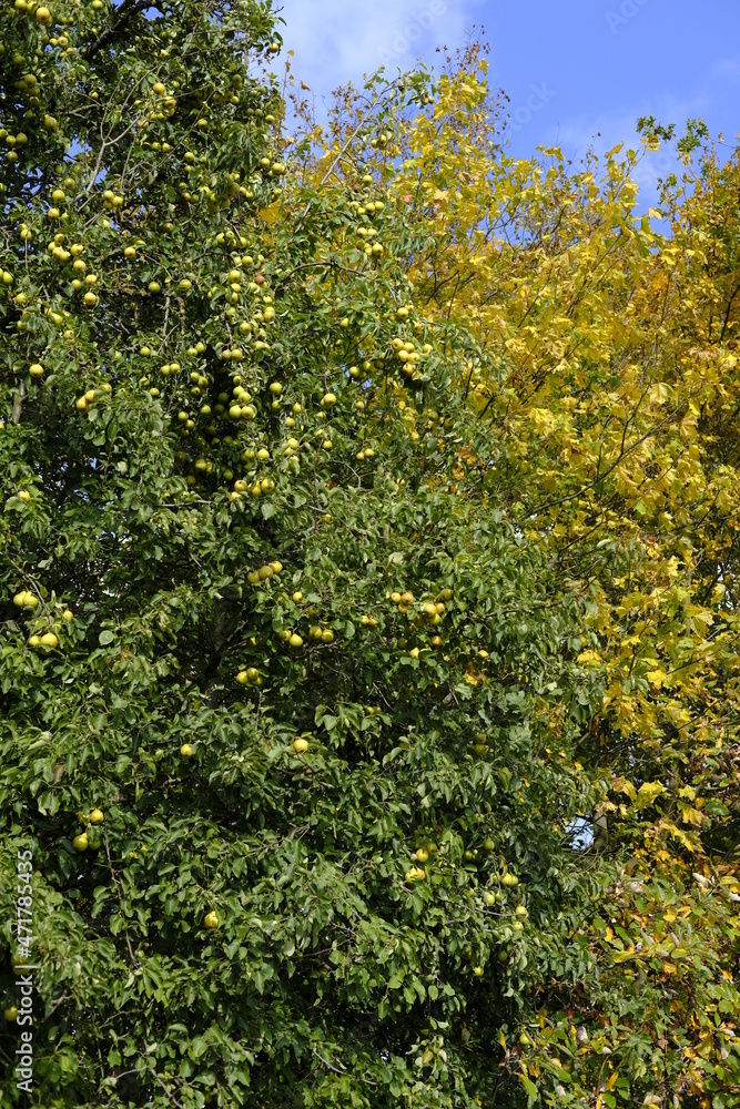 Landschaft und Weinberge bei Stammheim am Main, Landkreis Schweinfurt, Unterfranken, Franken, Bayern, Deutschland Landschaft und Weinberge bei Stammheim am Main, Landkreis Schweinfurt, Unterfranken, Franken, Bayern, Deutschland