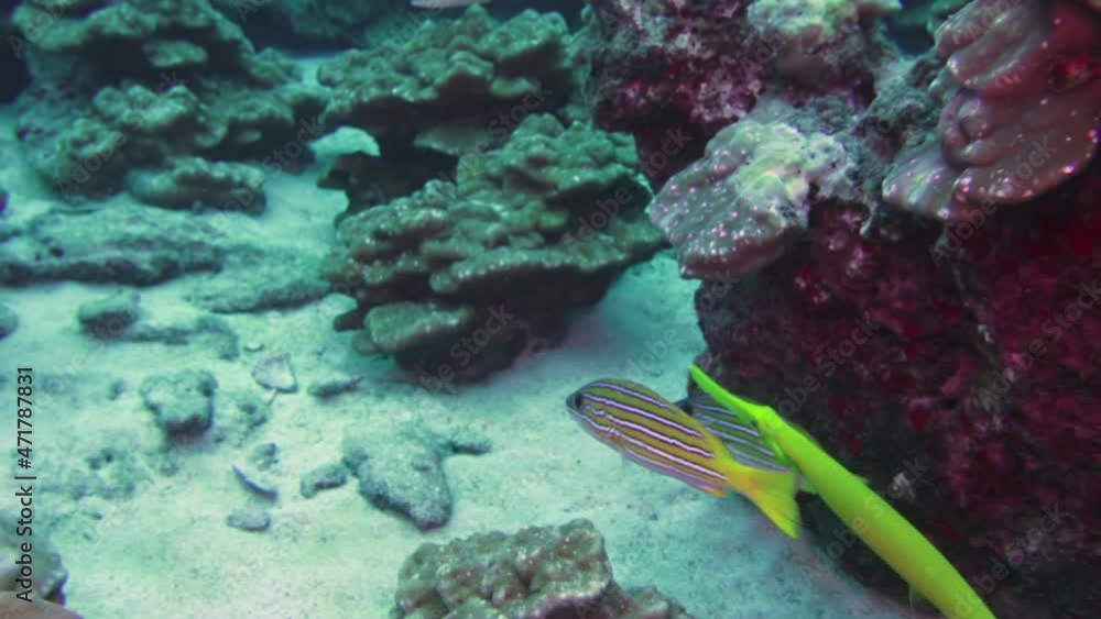 Slow motion Close up Flute fish swims underwater over rocky reef. Unique landscape, rocky pinnacles, canyons, walls, caves. Amazing array of marine life ready for exploration in undersea Costa Rica. Slow motion Close up Flute fish swims underwater over rocky reef. Unique landscape, rocky pinnacles, canyons, walls, caves. Amazing array of marine life ready for exploration in undersea Costa Rica.