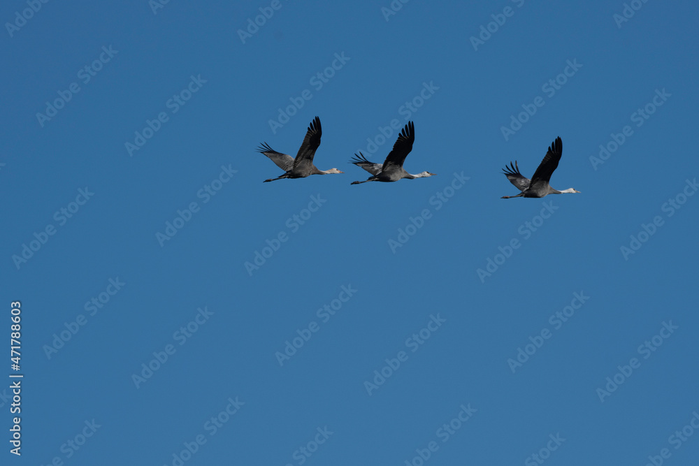 Family of hooded cranes flying in Yashiro, Shunan City, Yamaguchi Prefecture